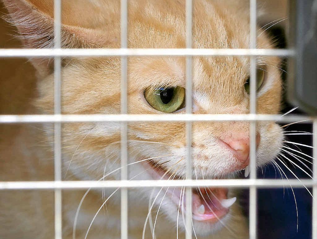 NICE KITTY, NOT: The feral cat is a class two declared pest in Queensland and landowners are bound by law to control them, as opposed to feeding them. NICE KITTY, NOT: The feral cat is a class two declared pest in Queensland and landowners are bound by law to control them, as opposed to feeding them.